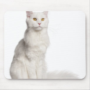 Alfombrilla De Ratón Maine Coon (8 meses de edad) en sesión