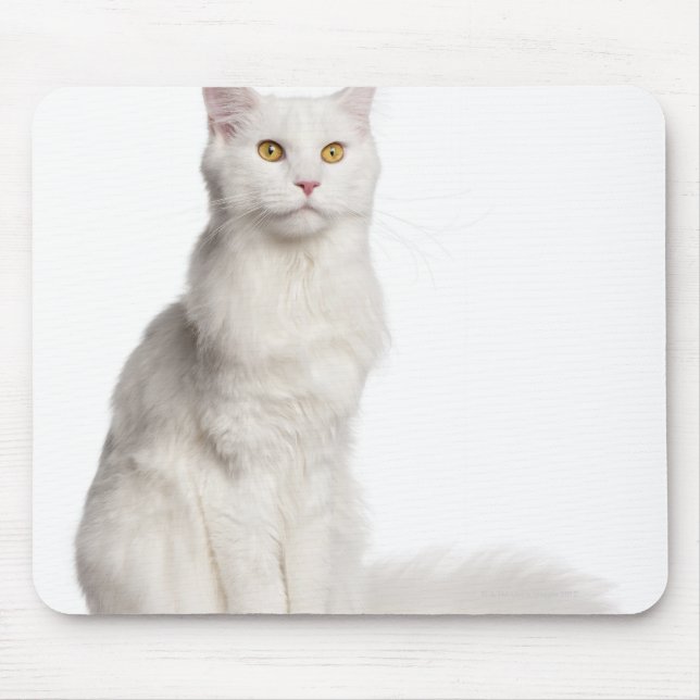 Alfombrilla De Ratón Maine Coon (8 meses de edad) en sesión (Frente)