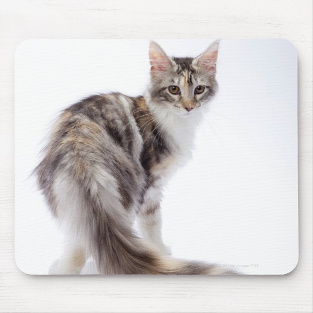 Alfombrilla De Ratón Maine Coon cat (Frente)