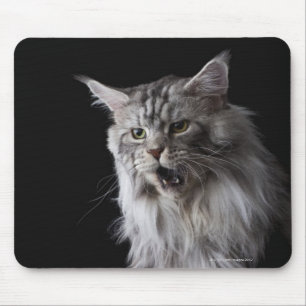 Alfombrilla De Ratón Maine Coon cat 2
