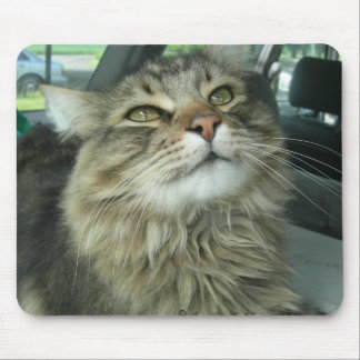 Alfombrilla De Ratón Maine Coon kitty