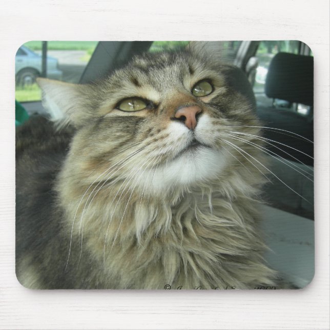 Alfombrilla De Ratón Maine Coon kitty (Frente)