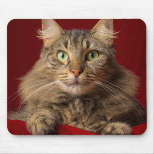 Alfombrilla De Ratón Maine Coon para Navidad con coleccionista