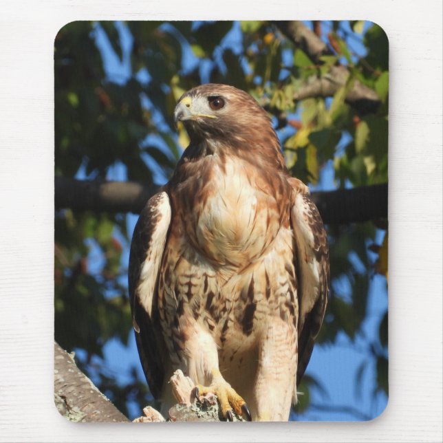 Alfombrilla De Ratón Majestic Red Tail Hawk (Frente)