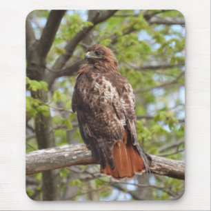 Alfombrilla De Ratón Majestic Red Tail Hawk