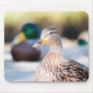 Alfombrilla De Ratón Mallard