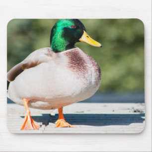 Alfombrilla De Ratón Mallard Drake