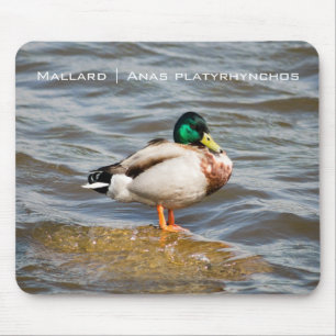 Alfombrilla De Ratón Mallard Drake