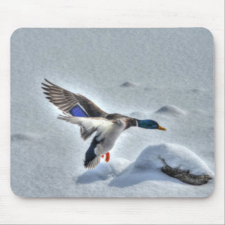 Alfombrilla De Ratón Mallard Drake Birdlover Wildlife Photo
