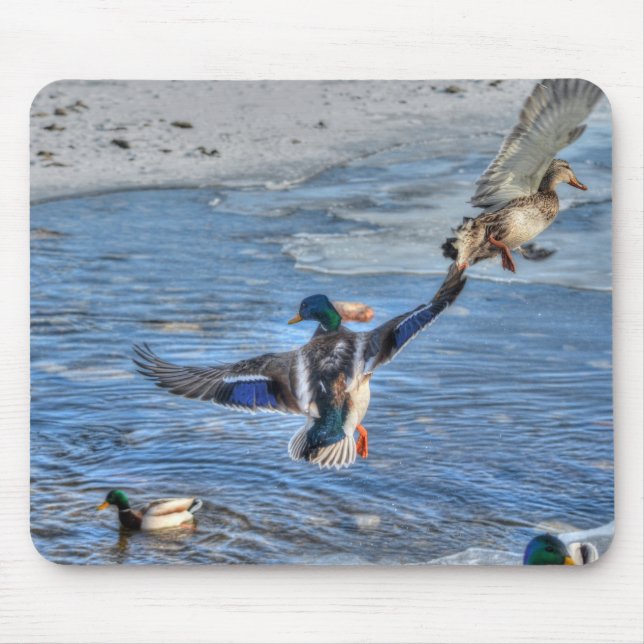 Alfombrilla De Ratón Mallard Drake y Duck Birdlover Wildlife Photo (Frente)