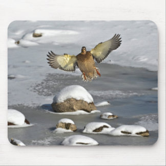 Alfombrilla De Ratón Mallard Duck Birdlover Wildlife Photo