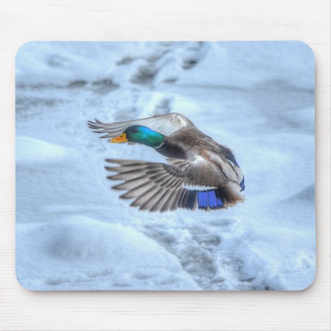 Alfombrilla De Ratón Mallard Duck Birdlover Wildlife Photo (Frente)