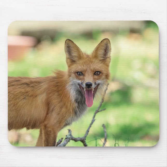 Alfombrilla De Ratón Mama Fox en el Valle de Hudson (Frente)