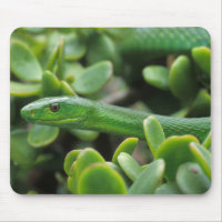 Mamba verde oriental (Dendroaspis angusticeps)