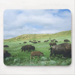 Alfombrilla De Ratón Manada de bisontes pastan hierba de pradera en The