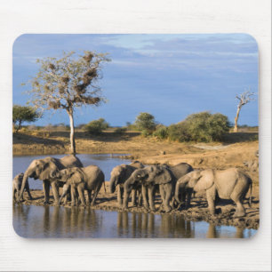 Alfombrilla De Ratón Manada de elefante africano de sabana (Loxodonta A