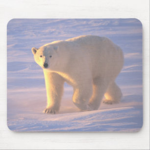 Alfombrilla De Ratón Mañana 2 Mousepad del oso polar