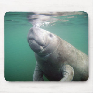 Alfombrilla De Ratón Manatee