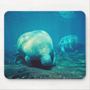 Alfombrilla De Ratón Manatee de la Florida