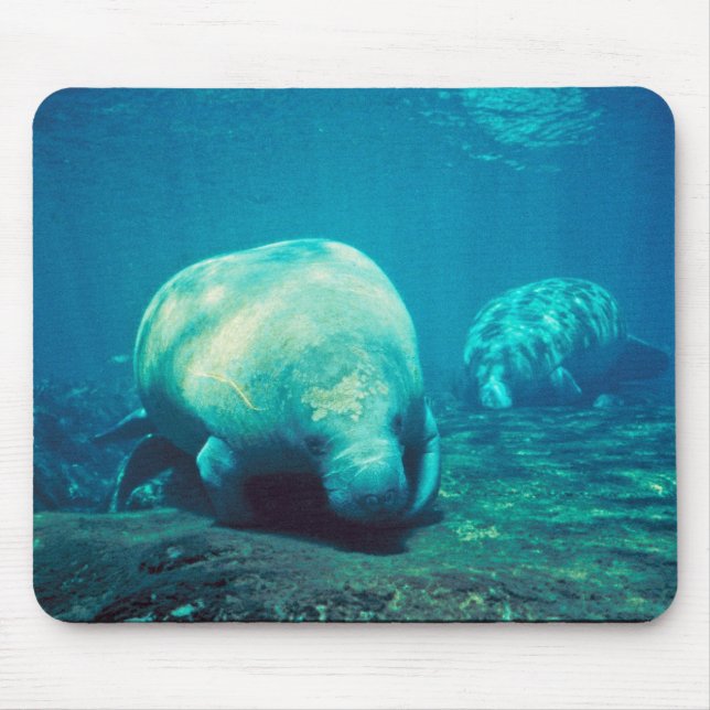 Alfombrilla De Ratón Manatee de la Florida (Frente)