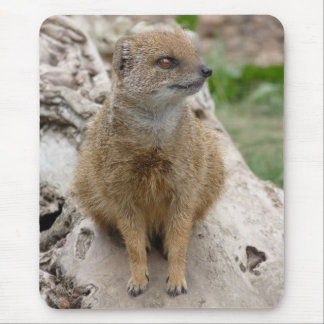 Alfombrilla De Ratón Mangosta amarilla