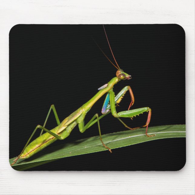 Alfombrilla De Ratón Mantis religiosa, Odzala, Parque Nacional de Kokou (Frente)