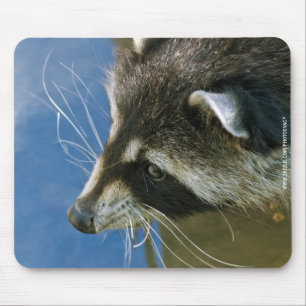 Alfombrilla De Ratón Mapache
