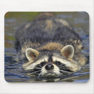 Alfombrilla De Ratón Mapache adulto, lotorOrder del Procyon: