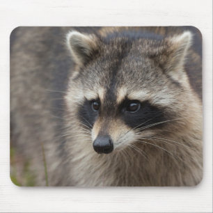 Alfombrilla De Ratón Mapache, Procyon lotor, Florida