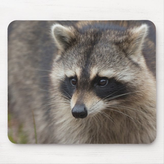 Alfombrilla De Ratón Mapache, Procyon lotor, Florida (Frente)