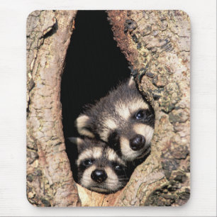 Alfombrilla De Ratón Mapaches Bebés Asomándose desde un Árbol