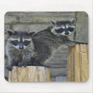 Alfombrilla De Ratón Mapaches - Mousepad - #1032