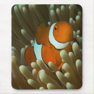 Alfombrilla De Ratón Mar de coral lindo de Clownfish la gran barrera de