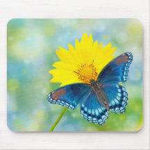 Mariposa azul