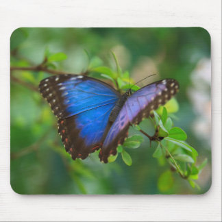 Alfombrilla De Ratón Mariposa azul de Morpho