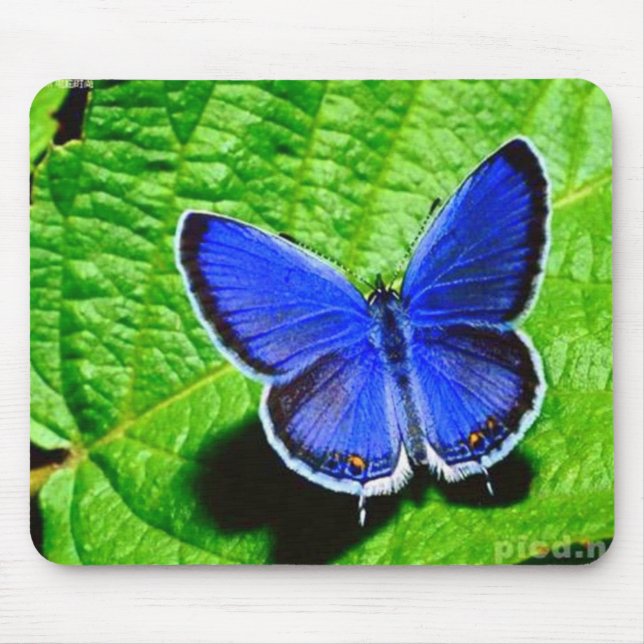 Alfombrilla De Ratón Mariposa azul Mousepad (Frente)