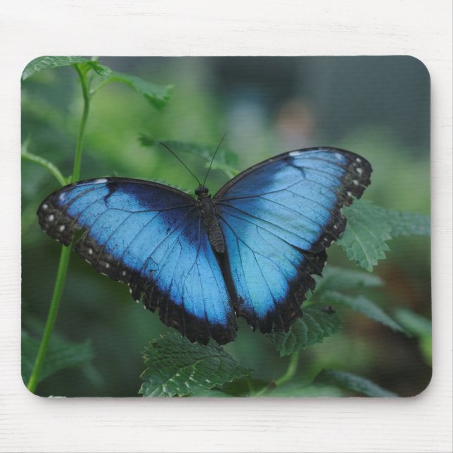Alfombrilla De Ratón Mariposa azul Mousepad (Frente)