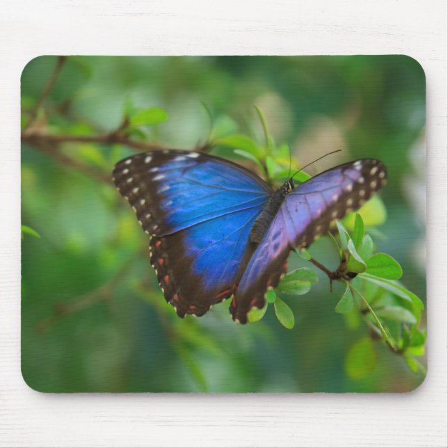 Alfombrilla De Ratón Mariposa azul Mousepad de Morpho (Frente)