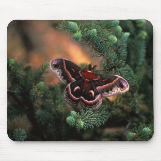 Alfombrilla De Ratón Mariposa Cecropia