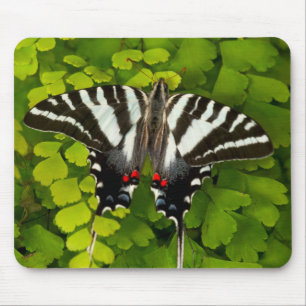 Alfombrilla De Ratón Mariposa cola de golondrina americana
