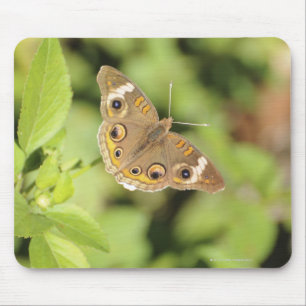 Alfombrilla De Ratón Mariposa de cochinillo común, Junonia coenia.