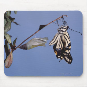 Alfombrilla De Ratón Mariposa de cola tortuosa después de la metamorfos