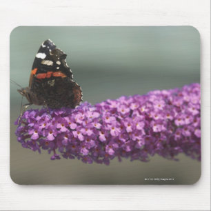 Alfombrilla De Ratón Mariposa de pavo real en flor