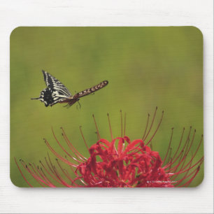 Alfombrilla De Ratón Mariposa de Swallowtail que vuela cerca de la