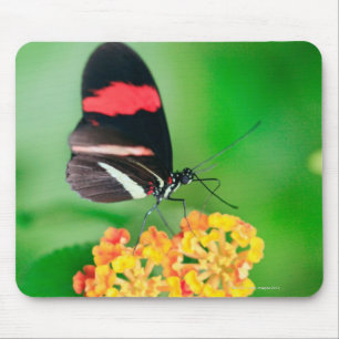 Alfombrilla De Ratón Mariposa del rosina del cartero que recoge el