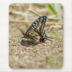 Alfombrilla De Ratón Mariposa elegante asiática de cola cruda - Mac det