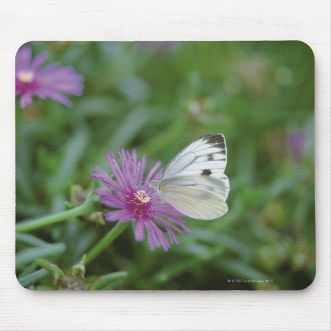 Alfombrilla De Ratón Mariposa en flor (Frente)