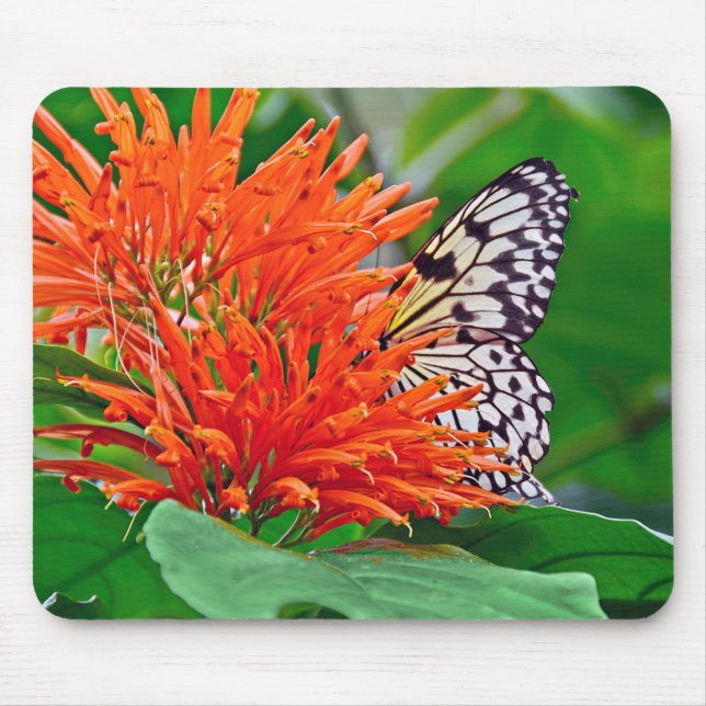 Alfombrilla De Ratón mariposa en la concha mexicana (Frente)