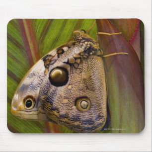 Alfombrilla De Ratón Mariposa grande del owlet (tamarindi de