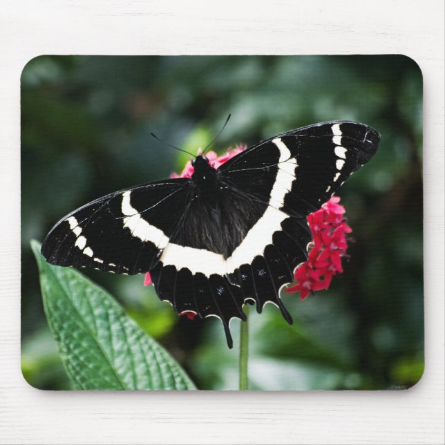 Alfombrilla De Ratón Mariposa Lolipop Mousepad (Frente)